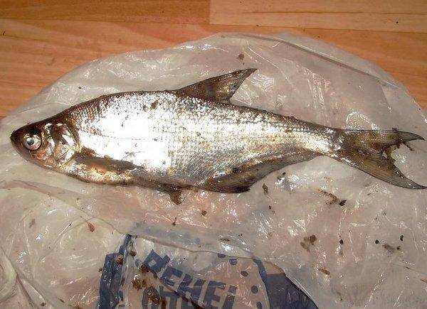 post-1594-0-07472700-1401601921_thumb.jp