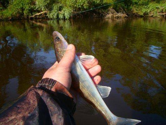 post-1044-0-39279900-1434224910_thumb.jp