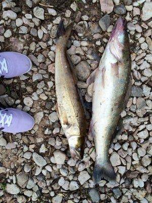 post-1153-0-19555100-1433948586_thumb.jp