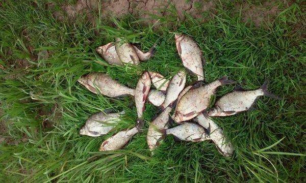 post-1221-0-01260100-1433939044_thumb.jp