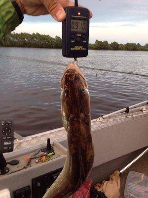 post-1327-0-00636400-1433274059_thumb.jp