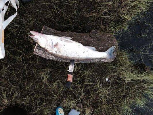 post-1327-0-02693300-1434216223_thumb.jp