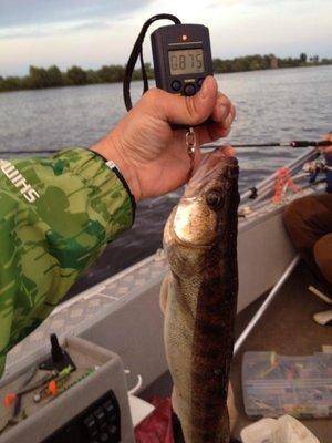 post-1327-0-13130200-1433274070_thumb.jp