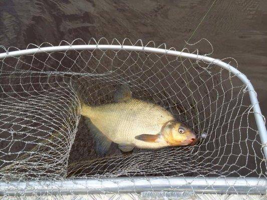 post-1327-0-14046800-1434842178_thumb.jp