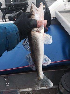 post-1327-0-39264100-1434625358_thumb.jp