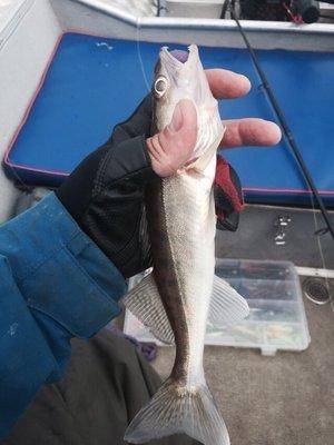 post-1327-0-45434200-1434625332_thumb.jp