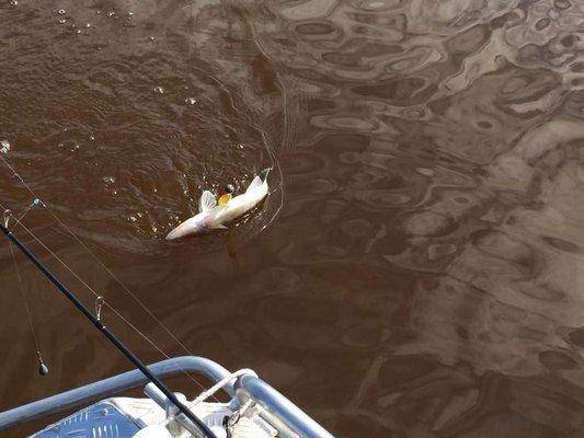 post-1327-0-52989100-1434841147_thumb.jp