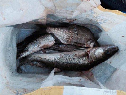 post-1327-0-62635200-1435700517_thumb.jp