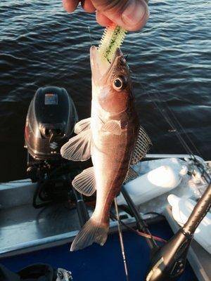 post-1327-0-65379300-1434491781_thumb.jp