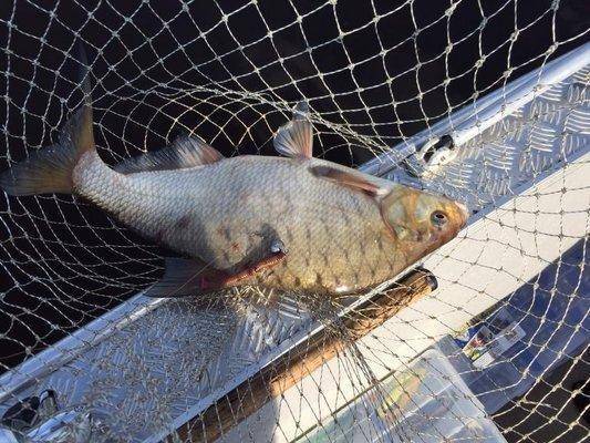 post-1327-0-66197900-1434842376_thumb.jp