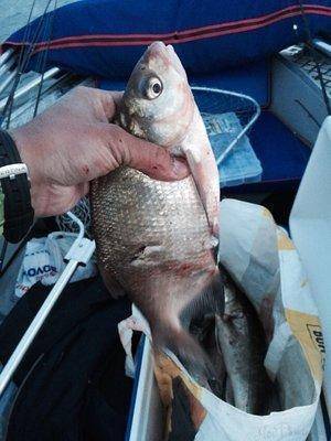 post-1327-0-79486000-1435700340_thumb.jp