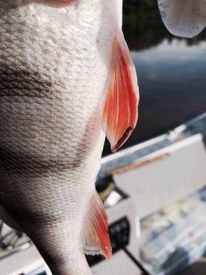 post-1327-0-88422100-1434844544_thumb.jp