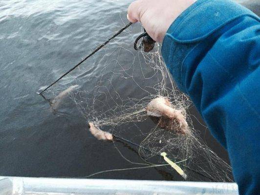 post-1327-0-92902100-1434492045_thumb.jp