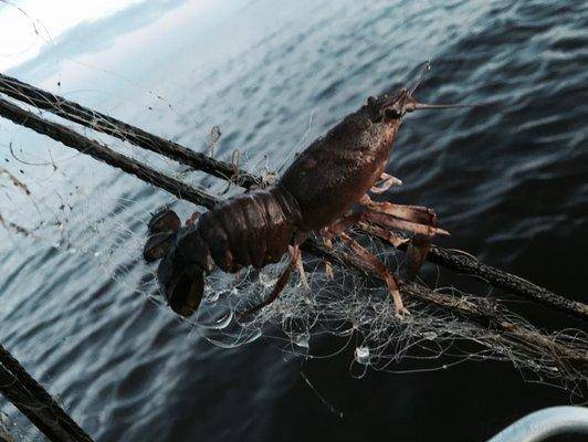 post-1327-0-94903200-1434492426_thumb.jp