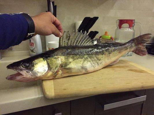 post-1327-0-99443600-1433888262_thumb.jp