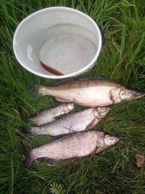 post-1353-0-26296500-1434215288_thumb.jp