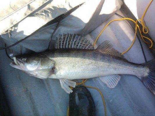 post-1353-0-80632600-1434215265_thumb.jp