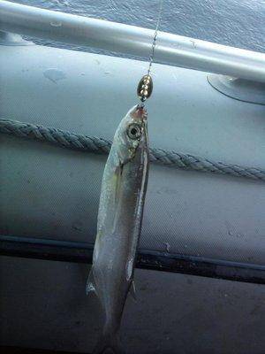 post-1353-0-80651800-1434215279_thumb.jp