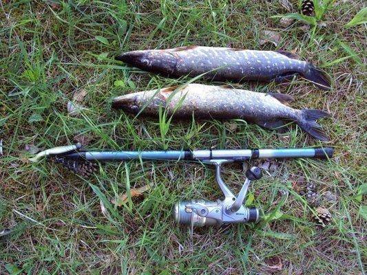 post-1502-0-60476400-1433571719_thumb.jp