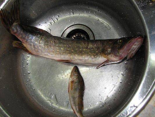 post-1817-0-25379100-1433302824_thumb.jp