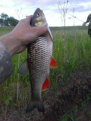 post-1898-0-94614700-1434129472_thumb.jp