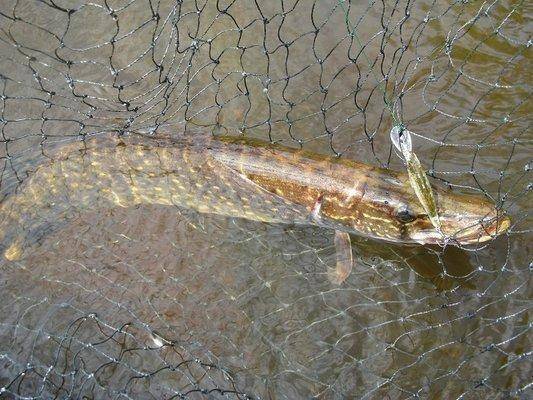 post-2414-0-05741900-1434314075_thumb.jp