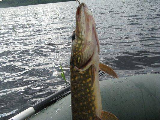 post-2414-0-11379800-1433884391_thumb.jp