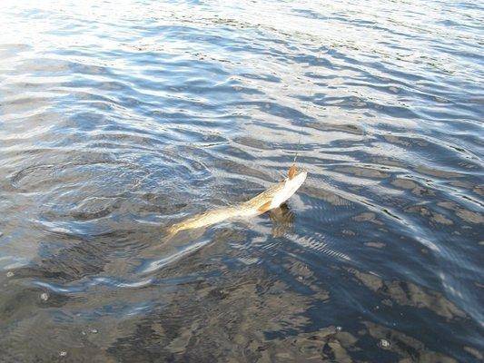 post-2414-0-21702100-1433884460_thumb.jp