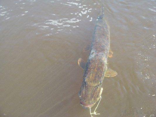 post-2414-0-22856000-1434313992_thumb.jp