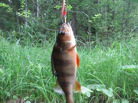 post-2414-0-23849900-1434827663_thumb.jp