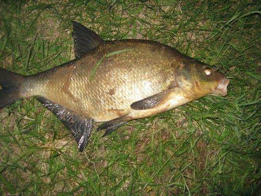 post-2414-0-29015700-1433748923_thumb.jp