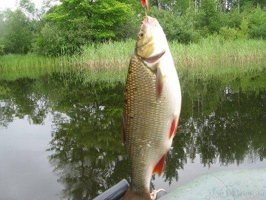 post-2414-0-30911200-1434828202_thumb.jp