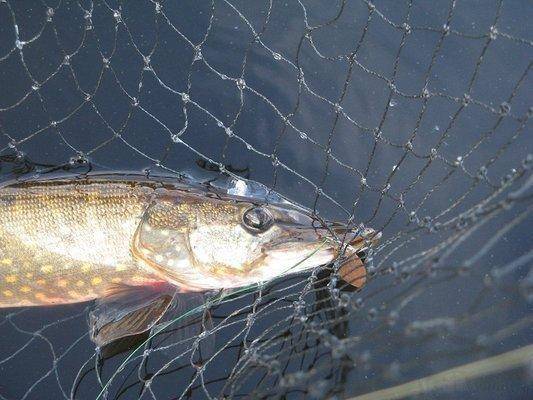 post-2414-0-60795400-1433968479_thumb.jp