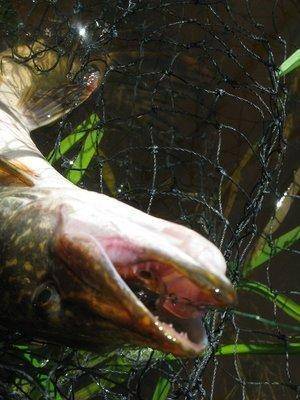 post-2414-0-68310300-1434313364_thumb.jp