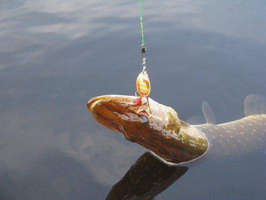 post-2414-0-71773400-1434742606_thumb.jp