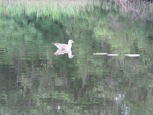 post-2414-0-86065000-1434827986_thumb.jp