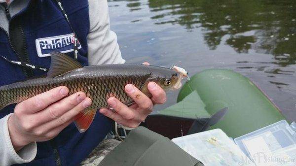 post-2551-0-93721100-1434319034_thumb.jp