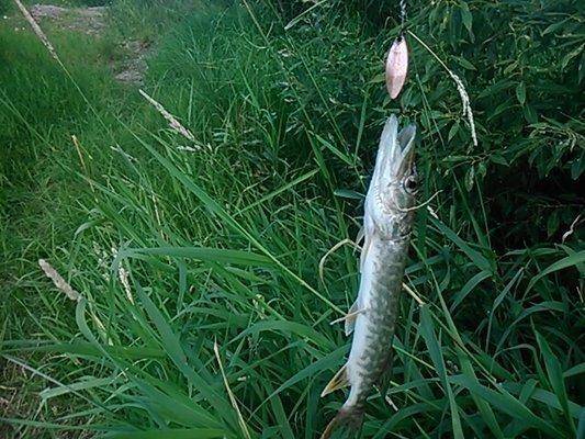 post-1039-0-29721000-1405079085_thumb.jp