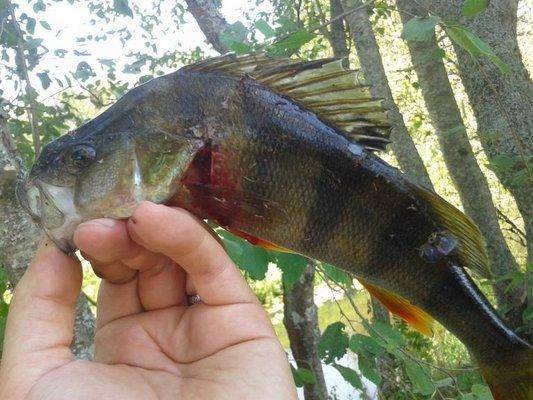 post-1209-0-52052600-1406524701_thumb.jp