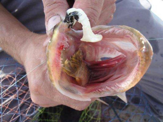 post-1808-0-05033200-1406655125_thumb.jp