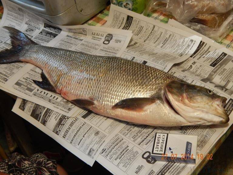 post-1853-0-85961200-1406578116_thumb.jp