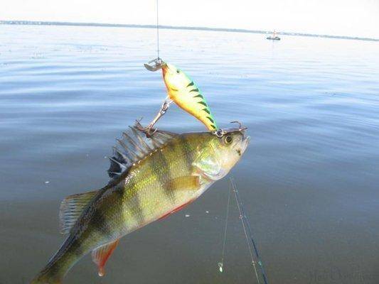 post-1865-0-78174100-1406554335_thumb.jp