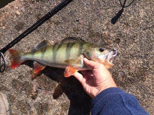 post-1153-0-12795600-1438189093_thumb.jp