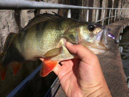 post-1153-0-59596200-1438189045_thumb.jp