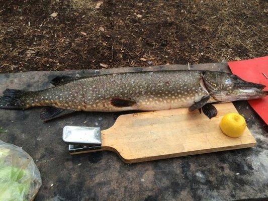 post-1153-0-70579300-1436295955_thumb.jp