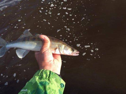 post-1327-0-26198900-1435826652_thumb.jp