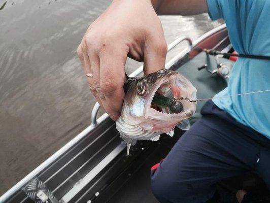 post-1327-0-95375800-1436382009_thumb.jp