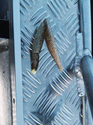 post-1327-0-96276800-1437341660_thumb.jp