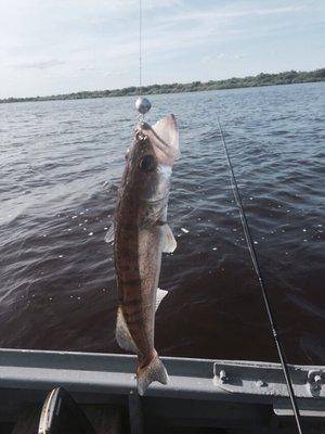 post-1327-0-97674300-1436219605_thumb.jp