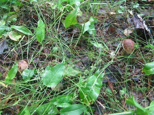 post-2414-0-05815000-1437754221_thumb.jp